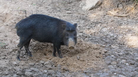 Black-peccary-looking-at-the-camera-in-French-Guiana